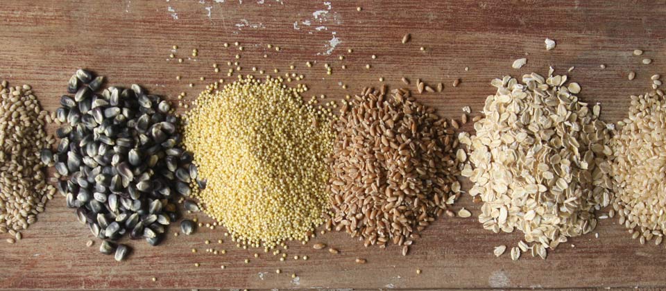 photo of grains- oats, corn, barley, wheat, millet